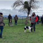 Rencontre canine : une expérience enrichissante pour nos toutous (mais pas que ... ) rc1