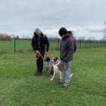 Rencontre canine : une expérience enrichissante pour nos toutous (mais pas que ... ) rc3