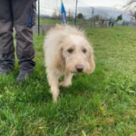 Rencontre canine : une expérience enrichissante pour nos toutous (mais pas que ... ) rc6