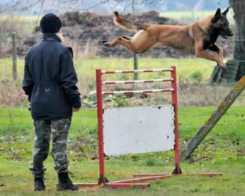 saut